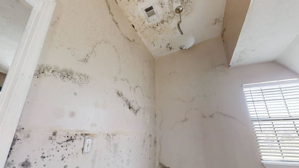Best Comprehensive Air Testing for Mold Contaminants  in Daniels Farm, CT