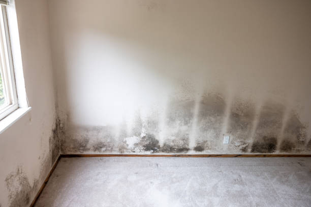 Best Residential Mold Inspection & Testing  in Daniels Farm, CT