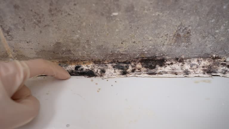 Best Basement Mold Removal  in Daniels Farm, CT
